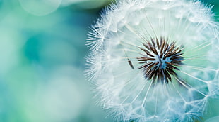 macro photography of white dandelion
