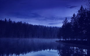 silhouette photo of reflection of tall trees on body of water