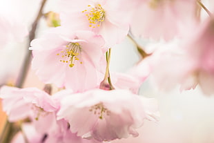 pink petaled flower photograph HD wallpaper