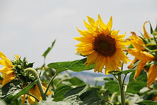 sunflower during daytie