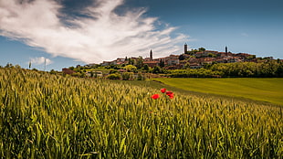 red flowers, nature, flowers, Piemont, Italy