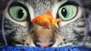 orange common goldfish, animals, cat, fish, closeup
