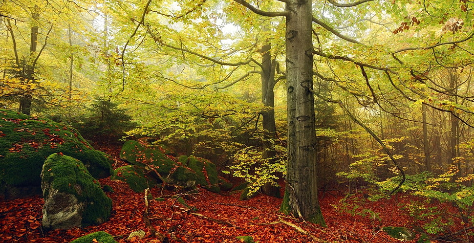 brown and black tree camouflage compound bow, nature, landscape, fall, forest HD wallpaper