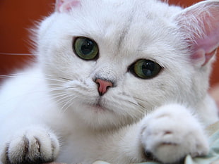 close-up photography of white cat