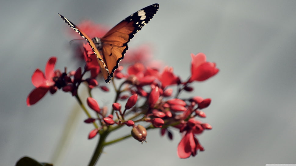 brown and black butterfly perched on pink petaled flowers HD wallpaper