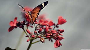 brown and black butterfly perched on pink petaled flowers