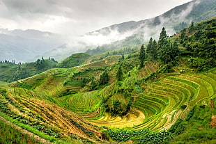 rice terraces view, guilin, longsheng HD wallpaper