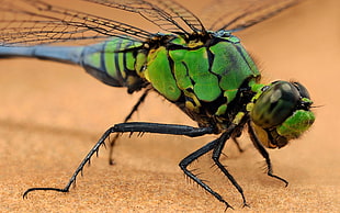 close-up photo of green and black dragonfly