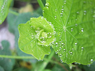 close photo of green leaf
