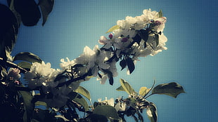 white petaled flower HD wallpaper