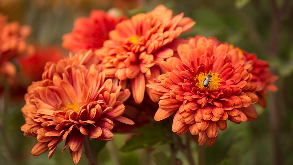 pink and yellow petaled flowers, flowers, nature, orange flowers HD wallpaper