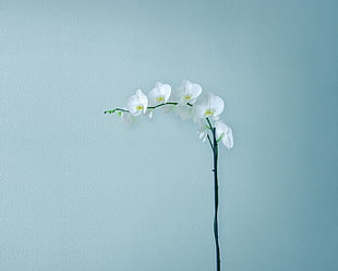 white petaled flower, Artificial flowers, Minimal, Huawei MediaPad M5