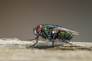 Bottlefly in macro photography, lucilia sericata HD wallpaper