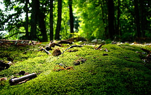 green grass, moss, nature, forest, landscape