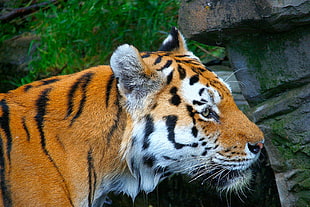 shallow focus of tiger