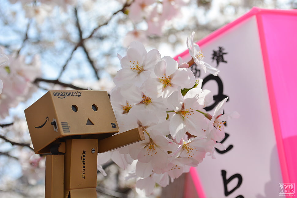 white petaled flower, Danbo, Amazon, cherry blossom, spring HD wallpaper