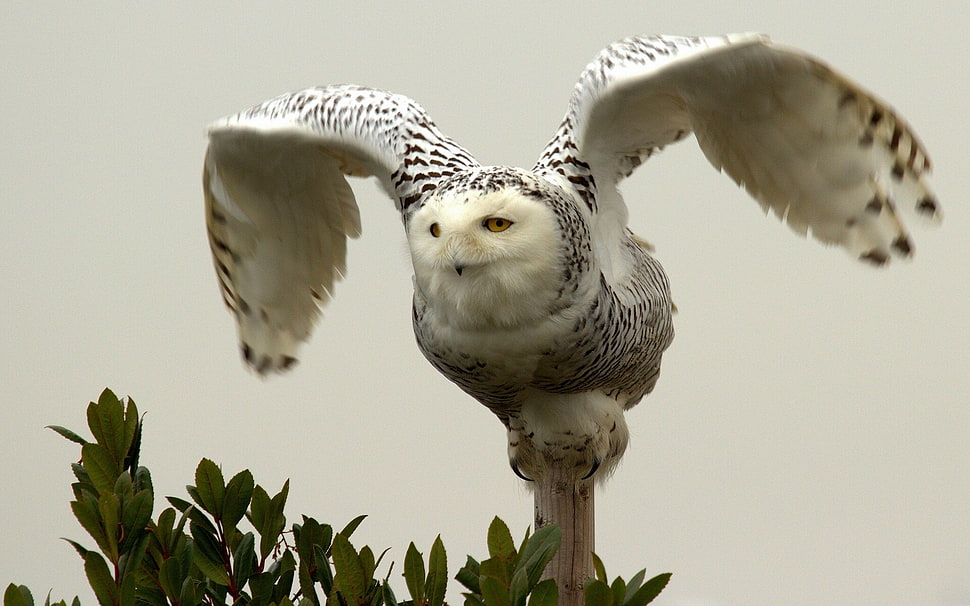 white and black Owl flying HD wallpaper