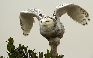 white and black Owl flying