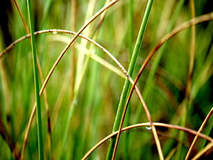 Grass,  Twigs,  Green,  Leaves