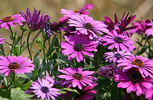 photography of purple flowers during daytime