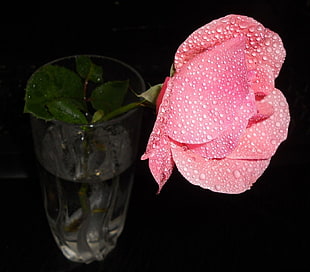 micro photography of pink rose with water drop