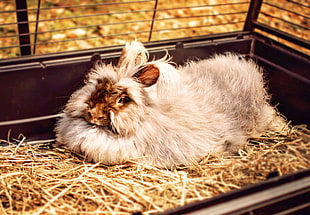 gray and brown rabbit