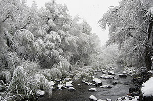 snow covered trees surrounded a river, oak creek HD wallpaper