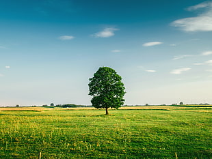 Tall Tree on the Middle of Green Grass Field during Daytime