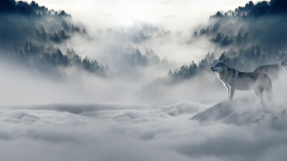 white wolf, wolf, mist, forest, snow HD wallpaper