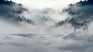 white wolf, wolf, mist, forest, snow