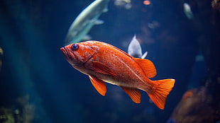 red fish, fish, goldfish, fish tank HD wallpaper