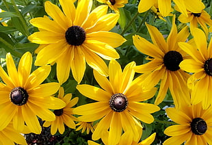 yellow Sunflowers