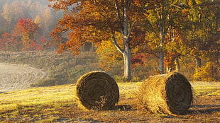 two hay rolls surround by orange and green trees
