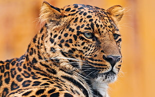 close-up photography of cheetah