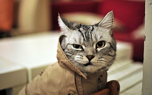 brown tabby cat wearing brown jacket
