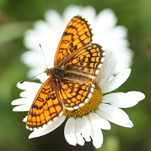 orange butterfly perch on white daisy flower HD wallpaper