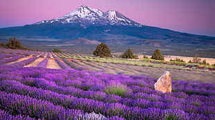 purple lavender field, landscape, nature