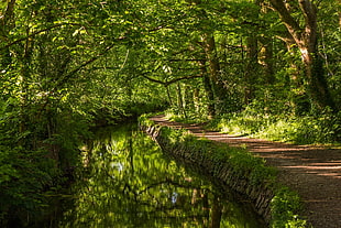 river in the middle of the forest HD wallpaper