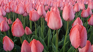 pink tulips field