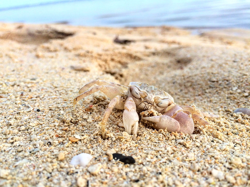 brown and white crab, beach, crabs, macro, closeup HD wallpaper