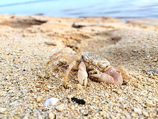 brown and white crab, beach, crabs, macro, closeup