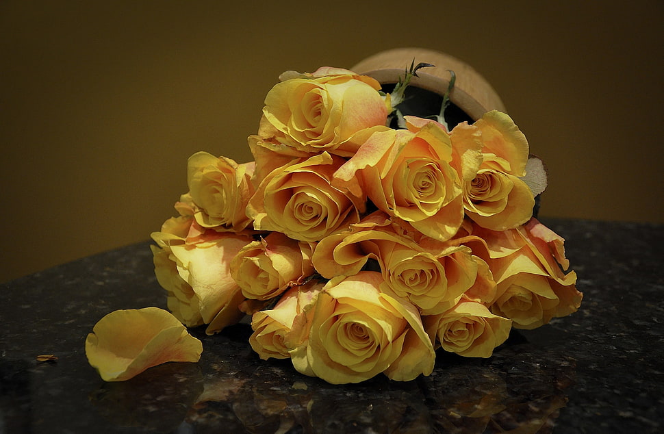 closeup photo of yellow roses HD wallpaper