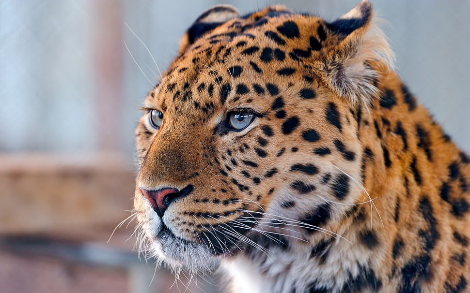 selective focus wild life photography of Leopard HD wallpaper