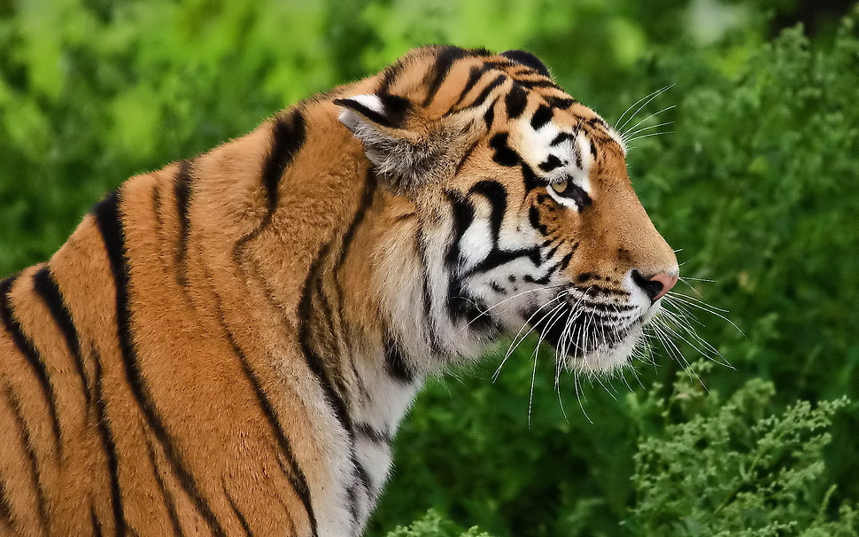 brown and white tiger closed up photography HD wallpaper