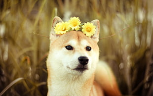 brown wolf