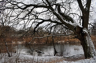 photo of river on daylight