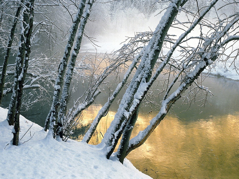 snow covered tress during daytime photo HD wallpaper