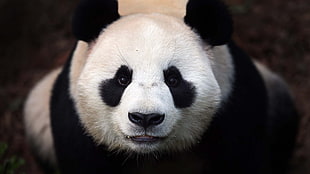 panda, panda, animals HD wallpaper
