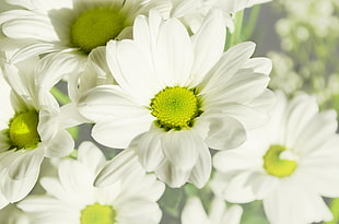 selective focus photography of white daisy flowers HD wallpaper
