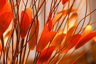 orange faux flowers, Flower, Plant, Leaves